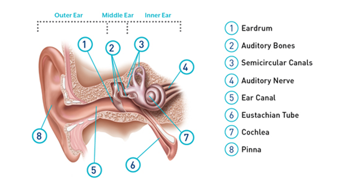 Inner Ear Diagram